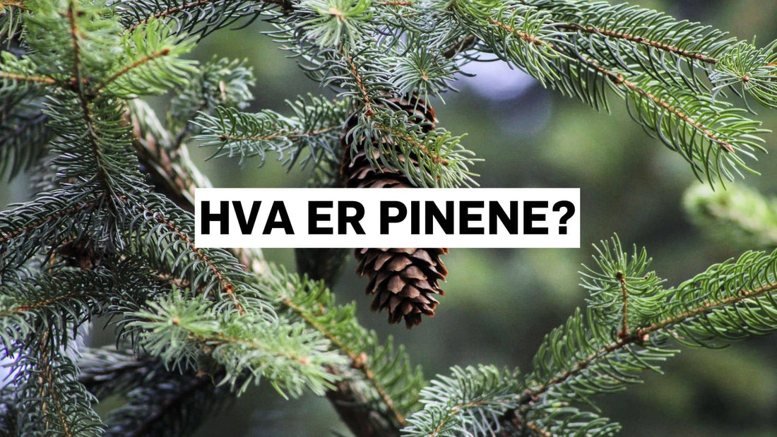 Hva er pinene?