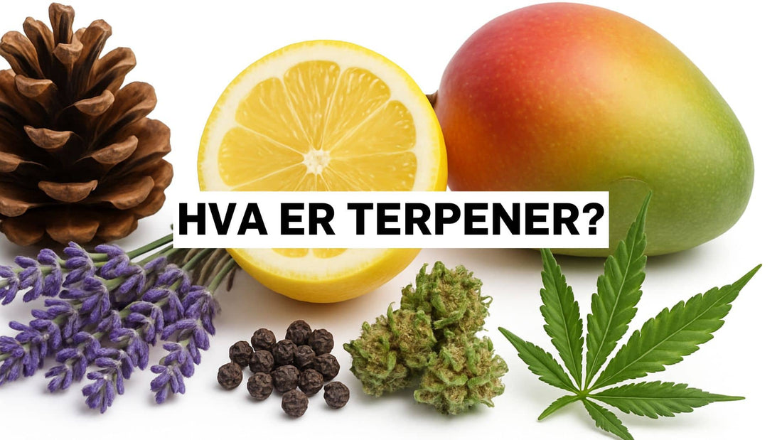 Hva er terpener?