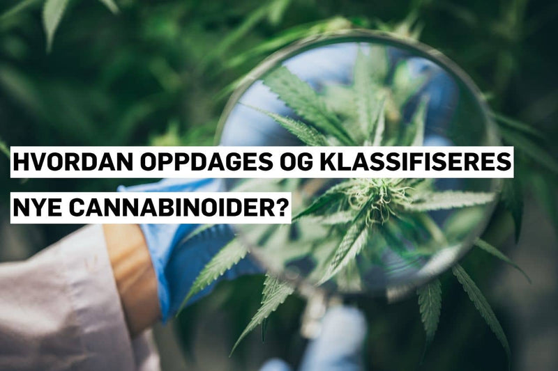 Hvordan oppdages og klassifiseres nye cannabinoider?