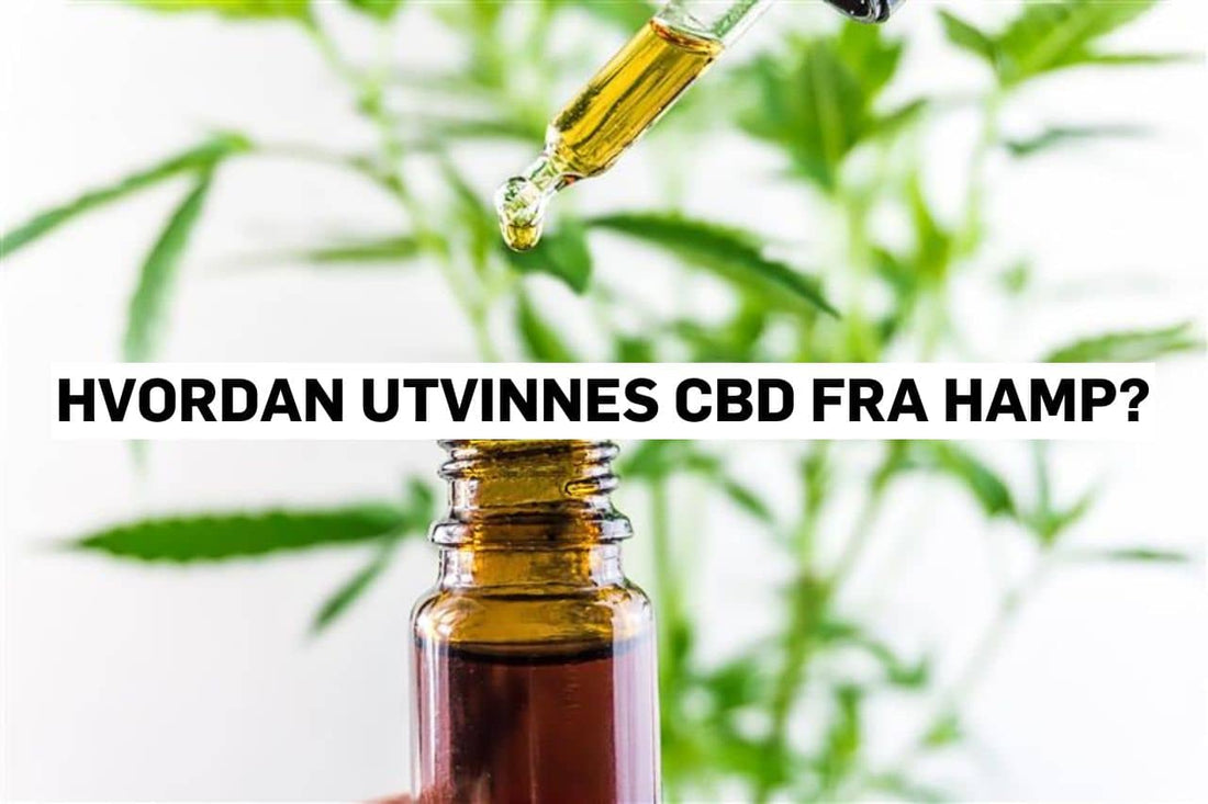 Hvordan utvinnes CBD fra hamp?
