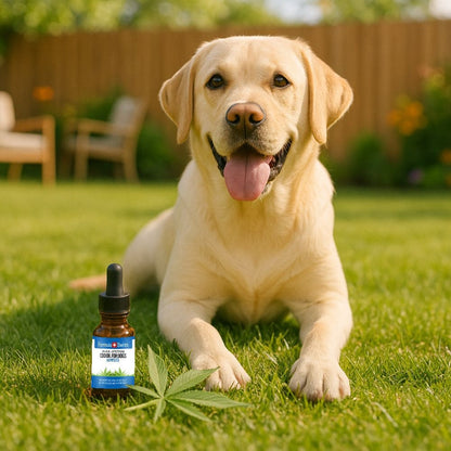 CBD olje for hunder hampfro