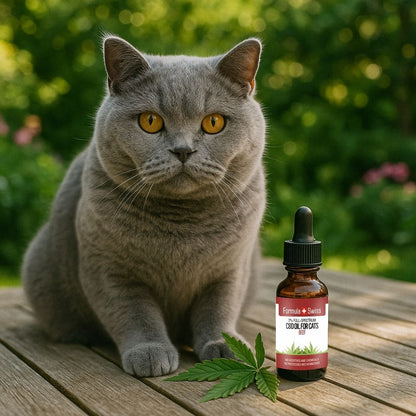 CBD olje for katter oksekjott