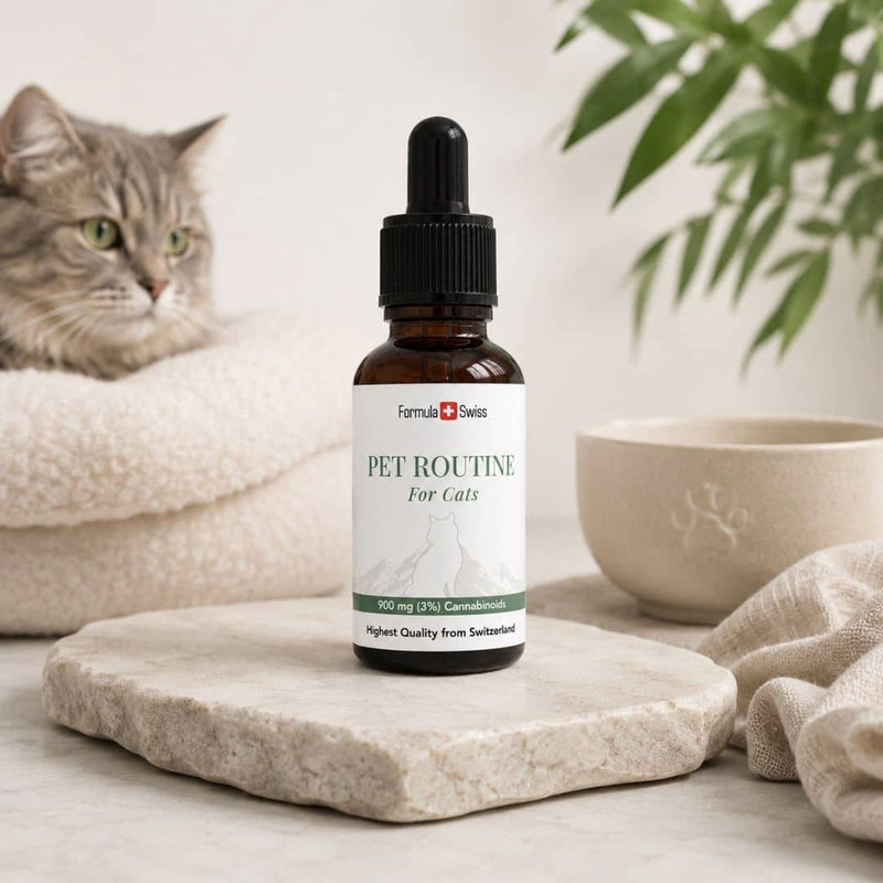Formula Swiss Pet Routine CBD olje for katter i en ravfarget flaske med pipette, presentert ved siden av en grå, stripete katt og en matskål.