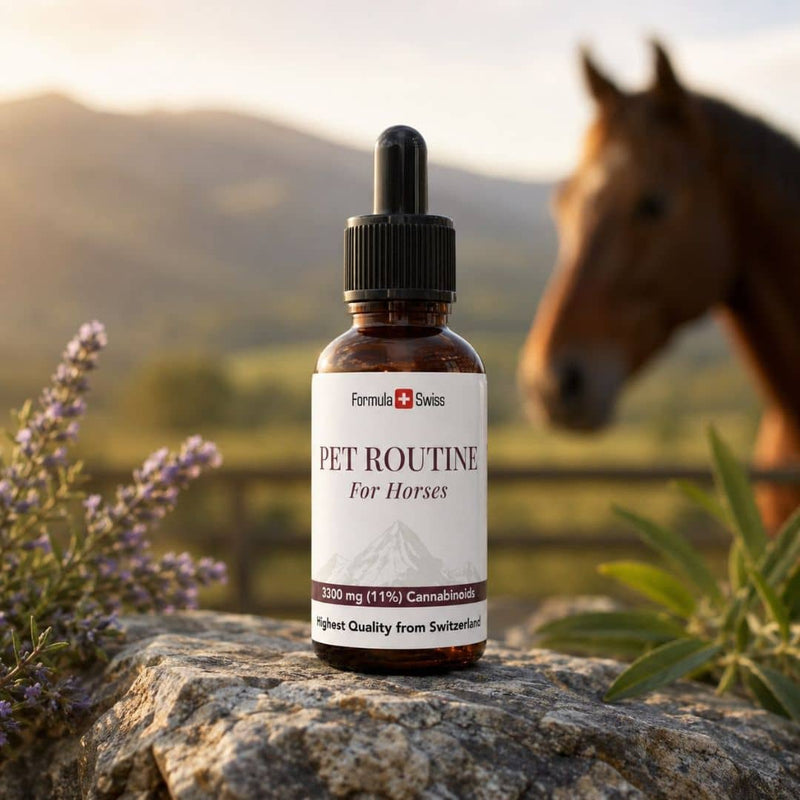 Formula Swiss Pet Routine CBD olje for hester i en ravfarget flaske med pipette, presentert på en stein med en hest i bakgrunnen.
